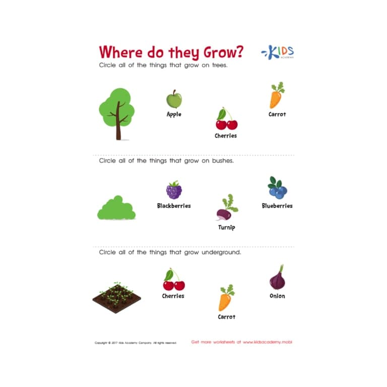 Elementary school Worksheet | Where Do They Grow Worksheet