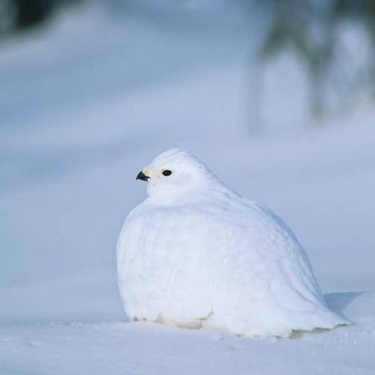 Elementary school Lesson Package | Animal Coats: Seasonal Change