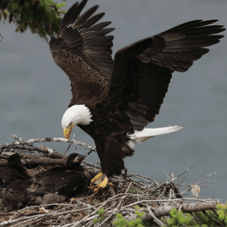 Elementary school Lesson Idea | How Do Parents Care for Their Young, Eagle Edition