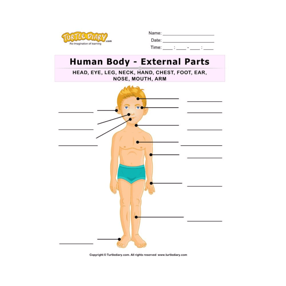 Elementary school Worksheet | Name of Human Body Parts