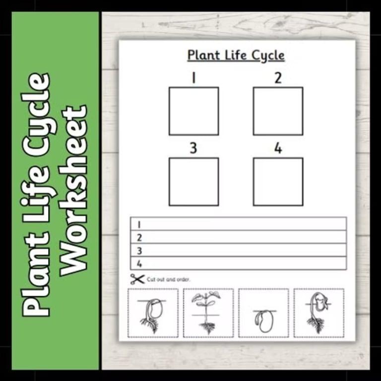 Elementary school Worksheet | Plant Life Cycle Worksheet