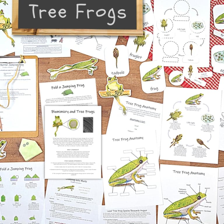Elementary school Lesson Package | Tree Frogs: A Nature-Based STEAM Unit Study