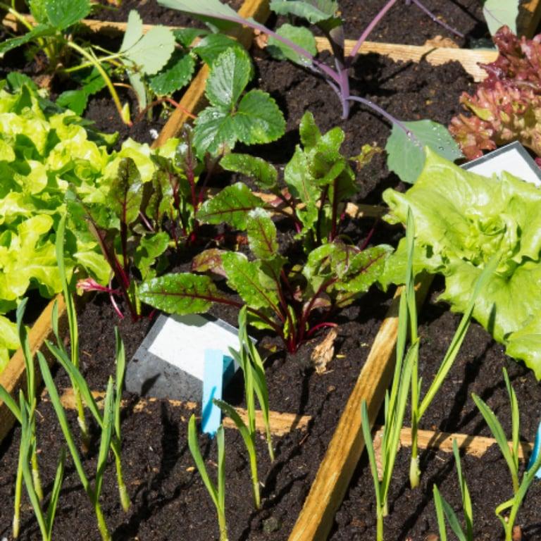 Elementary school Lesson Idea | Square Foot Salad Garden