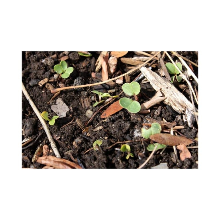Elementary school Lesson Idea | Compost Critters
