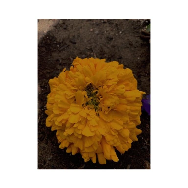 Elementary school Lesson Idea | Discovering Flowers