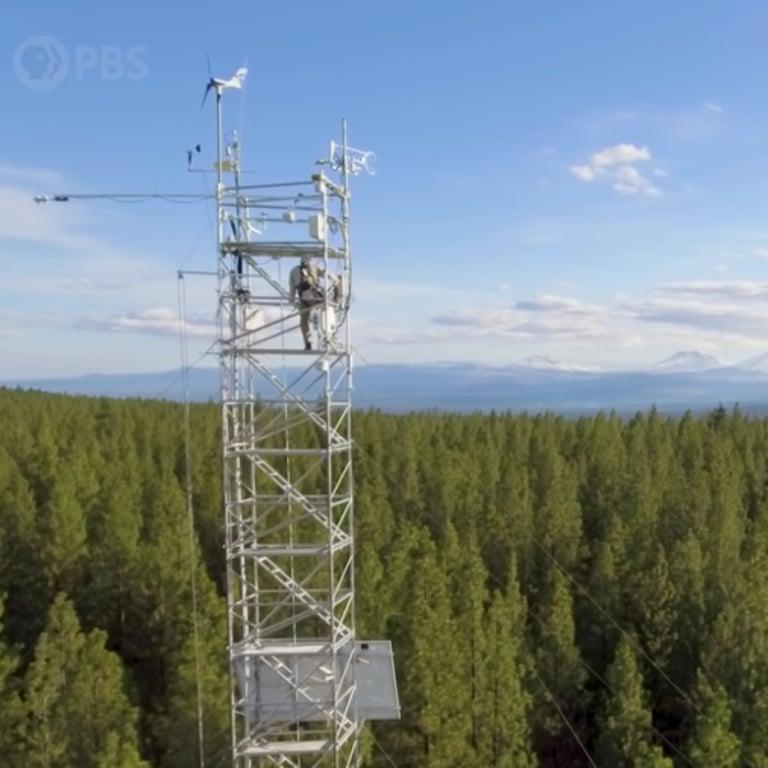 Elementary school Video | Planting Trees vs Protecting Old Forests: Which Stores More Carbon Right Now?