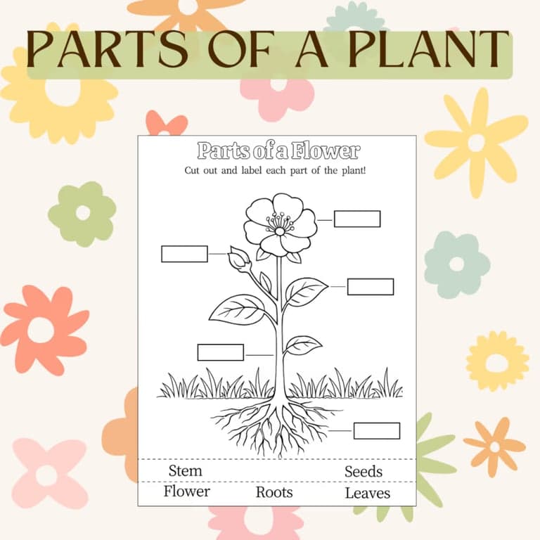Elementary school Worksheet | Parts of a Flower Plant Labeling Worksheet