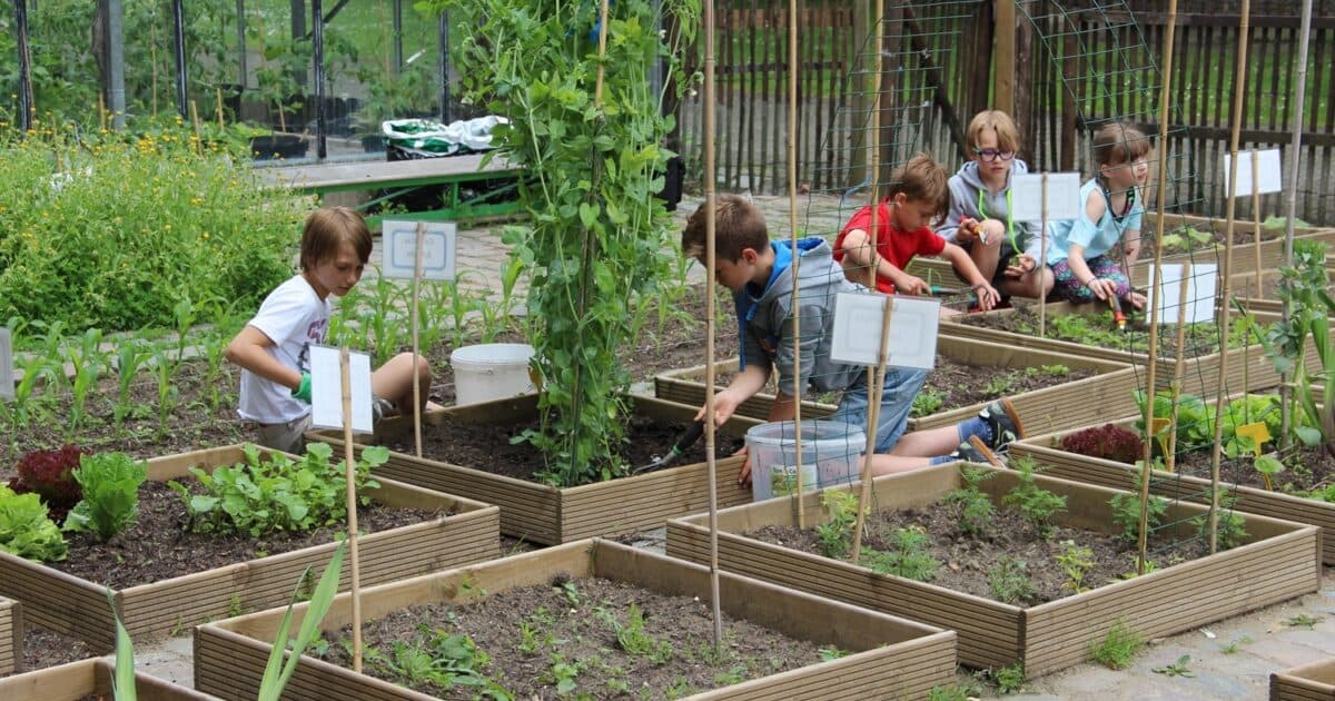 School-garden-friendly municipalities compete for the Golden Carrot